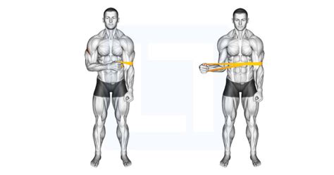 Resistance Band External Rotation - Guide, Benefits, and Form