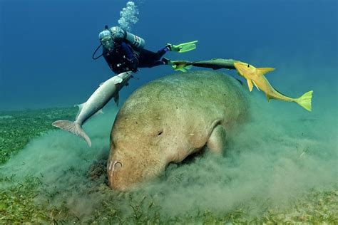 Best Time to Dive the Red Sea - Unveiling the Aquatic Marvels