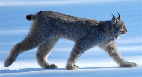 Lince canadiense - Animales Salvajes