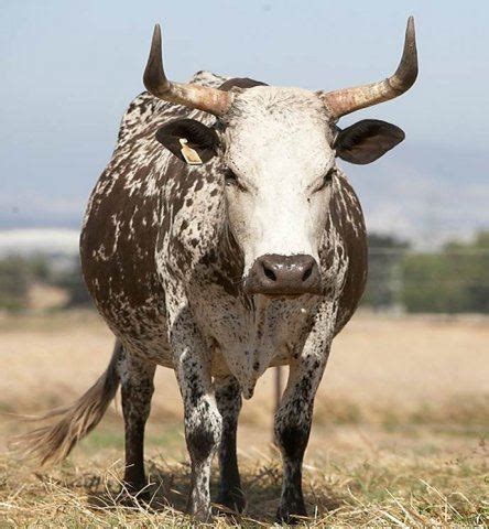 Nguni cattle - Alchetron, The Free Social Encyclopedia