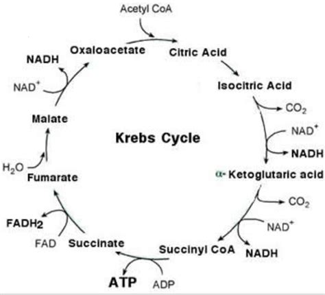 The number of ATP molecules produced by ETS from Krebs intermediates ...