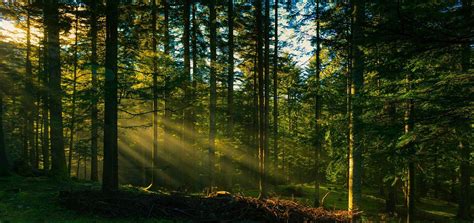 Pine Forest Vagamon, Idukki - Experience Kerala