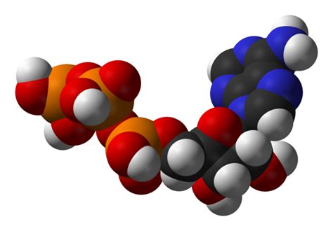 5.4C: ATP Yield - Biology LibreTexts