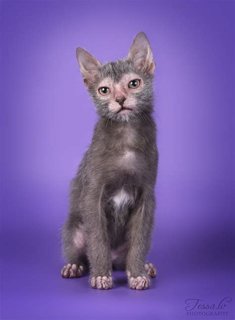 Pin by Lenn on Animals | Lykoi cat, Pretty cats, Domestic cat breeds