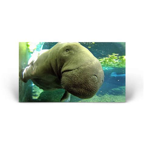 Florida Wildlife: Manatee | Shop the Tribune Publishing Official Store