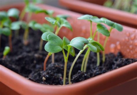 Tips On Growing Vegetables Indoors - Growing Magazine