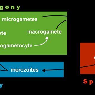 4 – General apicomplexan life cycle. Diagram by Beatriz Tomé. | Download Scientific Diagram