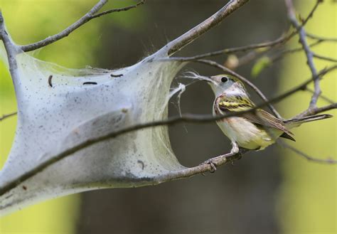 Nest-building | Female Chestnut-sided warbler gathering nest… | Flickr