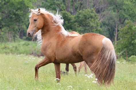 Chocolate Palomino Horse Genetics + Breeds & Pricing - Helpful Horse Hints