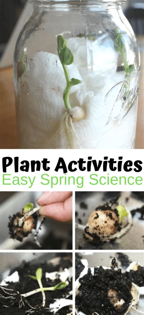 Plant Activities For Preschoolers - Little Bins for Little Hands ...