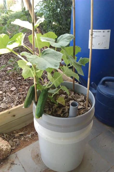 How To Grow Cucumbers Vertically to Maximize Space | Gardenoid