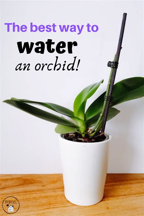 How to Water Your Orchids Correctly, so They Don't Die | Orchids in water, Orchid plant care ...