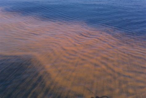 Noctiluca scintillans Bloom, Offshore Walton County, Febru… | Flickr