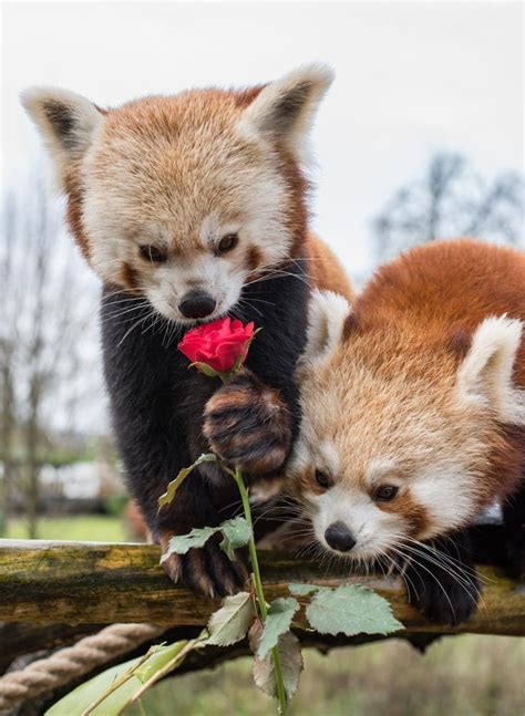 As Soft as... these red pandas! #Cute #Fluffy #Animal | Red panda cute ...