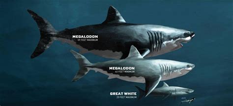 How big the Megalodon really was : r/TheDepthsBelow