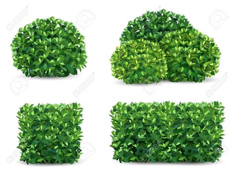 Vector bush in different forms. An ornamental plant shrub for the ...