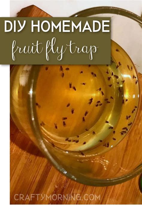 DIY Homemade Fruit Fly Trap- best fruit flies trap to make at home. 2 ...