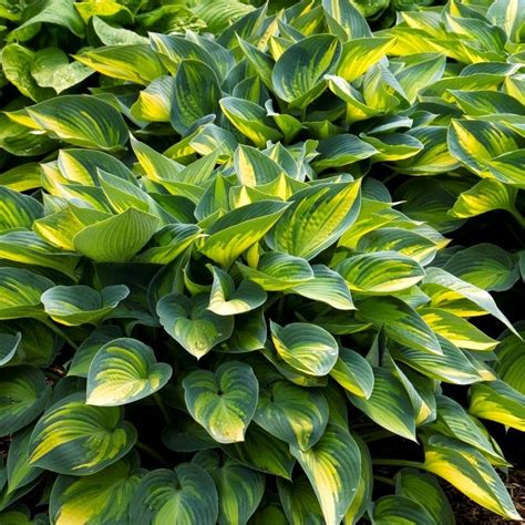 Hosta June - Perennials - H - Perennials Plants & Herbaceous Perennials - Garden Plants