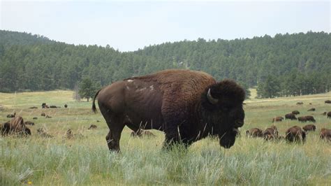 Custer, SD : Custer State Park: Bison photo, picture, image (South Dakota) at city-data.com