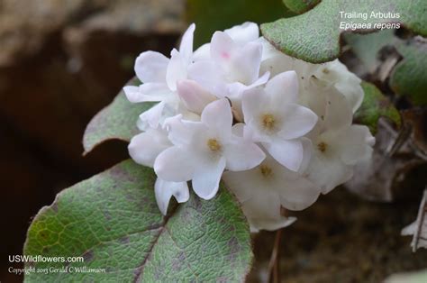 US Wildflower - Trailing Arbutus, Ground Laurel, Mayflower, Plymouth Mayflower - Epigaea repens