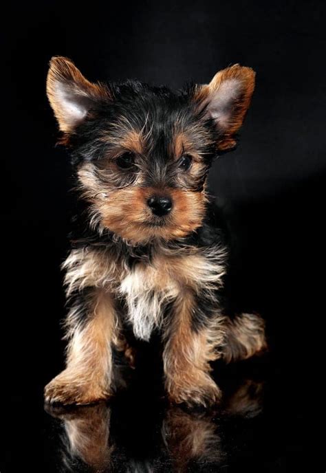 How Much Do Teacup Yorkies Cost? | Your Dog Advisor