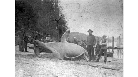 Will these gentle giants return to the Salish Sea? | Encyclopedia of Puget Sound