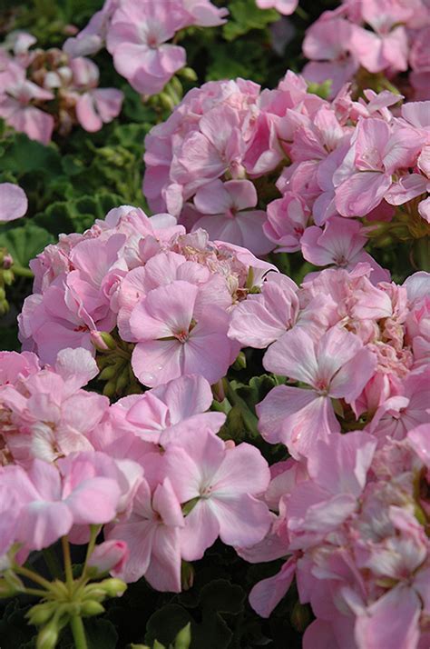 Designer Light Pink Geranium (Pelargonium 'Designer Light Pink') in Philadelphia Bucks County ...