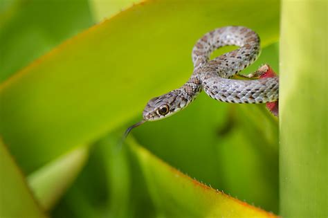 Wallpaper : scaled reptile, snake, macro photography, close up, serpent ...