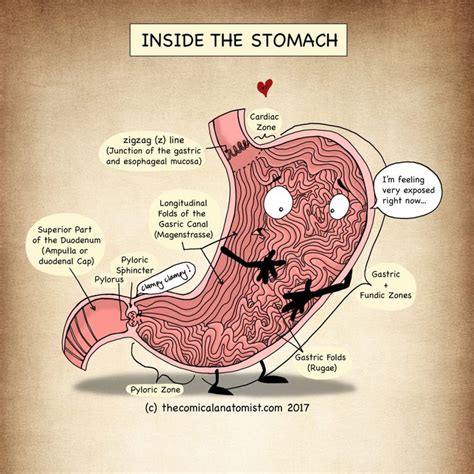 Inside the stomach | Medical anatomy, Medical illustration, Medical ...