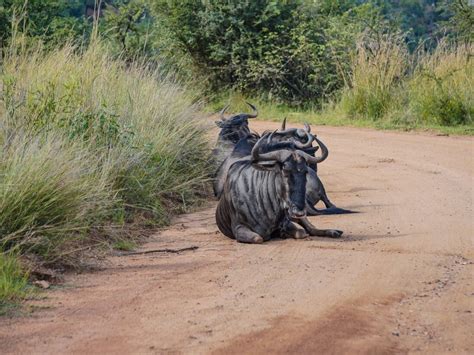 Pilanesberg Safari Day Trip: 2 hours from Joburg - The Scribs and Nibs