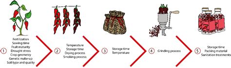 Microorganisms | Free Full-Text | Antifungal Potential of Capsaicinoids ...