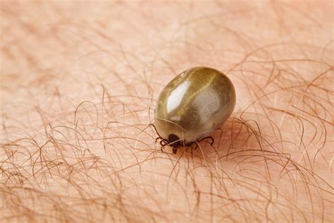 Longhorned Ticks in Georgia - Healthy Home Pest Control