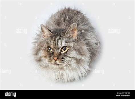 Cute cat and dog, cutest pet, our friend Stock Photo - Alamy