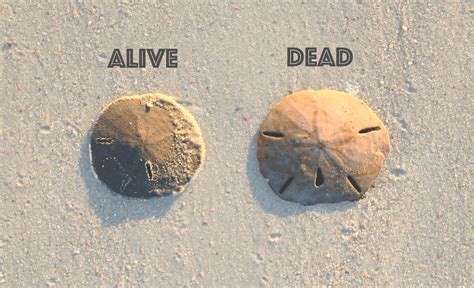 Sand Dollars: How to Distinguish Between Live & Dead Ones