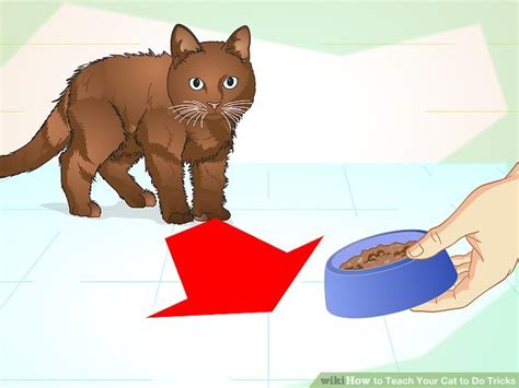 How to Teach Your Cat to Do Tricks: 15 Steps (with Pictures)