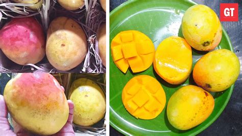 Apart from the famous ‘Mankurad’, do you know the other mango varieties of Goa?