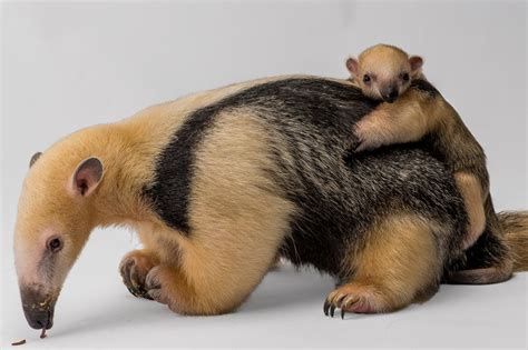 Baby Tamandua Hitches a Ride at Staten Island Zoo - ZooBorns