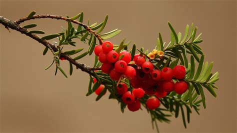 Fruitfulness on a Japanese Yew | Berries on a Japanese yew w… | Flickr