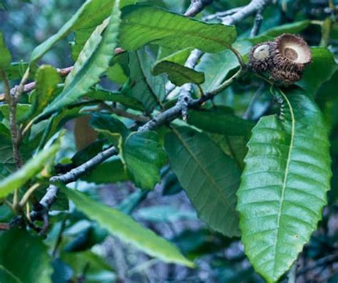 Tanbark Oak Full Web -South Mt Tam - Feb 23 2012.jpg