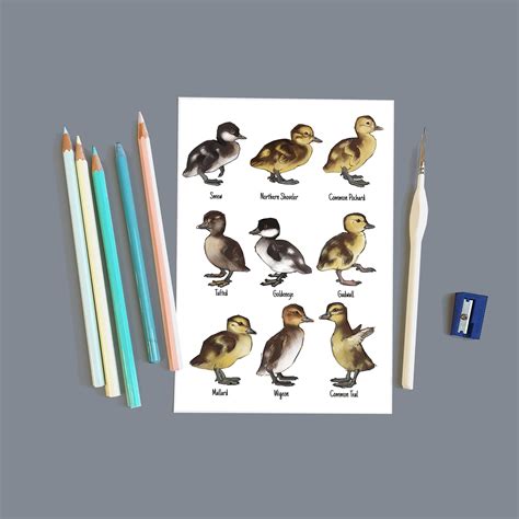 Duckling Species and Duck Chicks POSTCARD A5 Painting / Wall Art ...