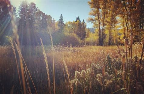 Golden meadow | Golden meadow, Meadow, Nature conservation