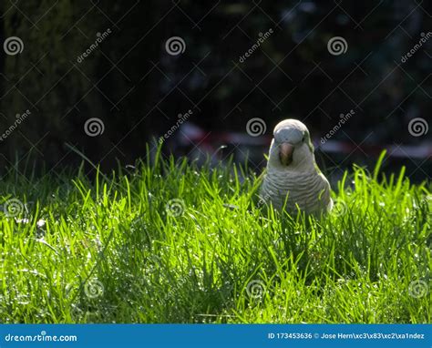 Parrot on the grass stock photo. Image of light, wildlife - 173453636