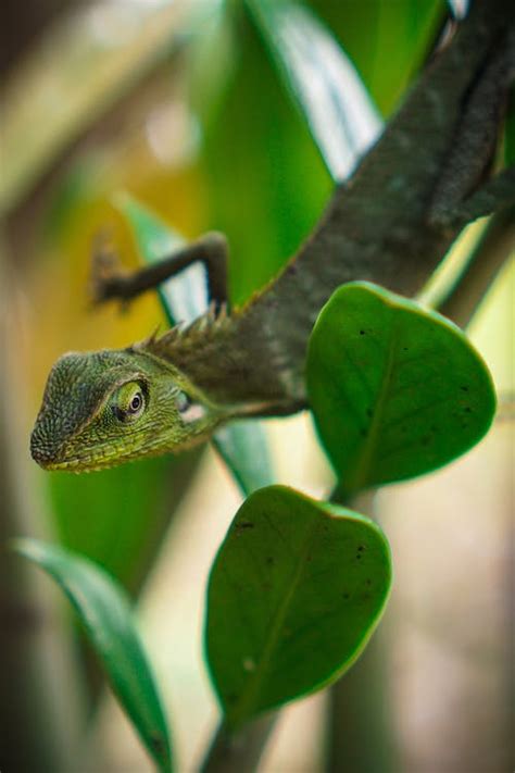 A Chameleon on Green Plant · Free Stock Photo