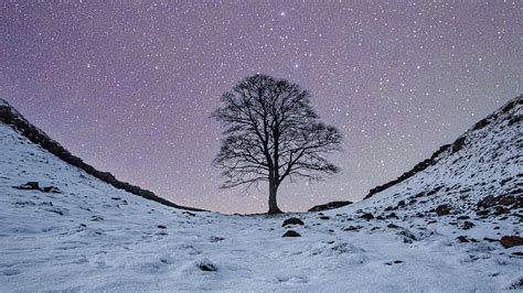 The Sycamore Gap tree held a particularly deep place in people’s hearts