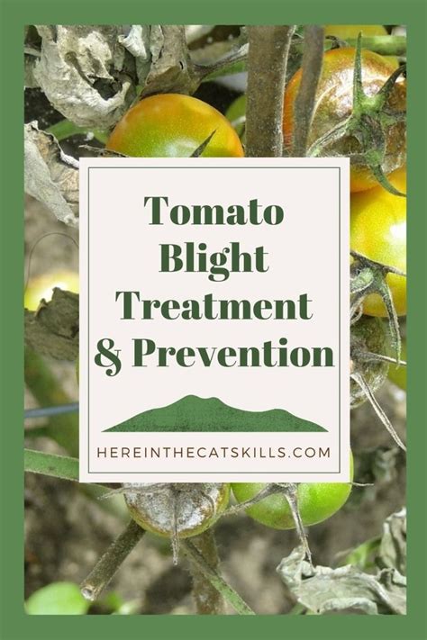 How to prevent late blight tomato blight – Artofit