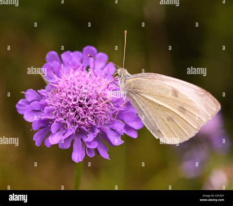 Alpine wildflower in swiss alps hi-res stock photography and images - Alamy