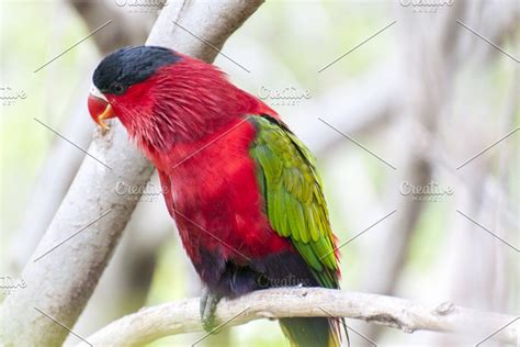 Parrots in their jungle containing parrot, bird, and colorful | Fotos ...