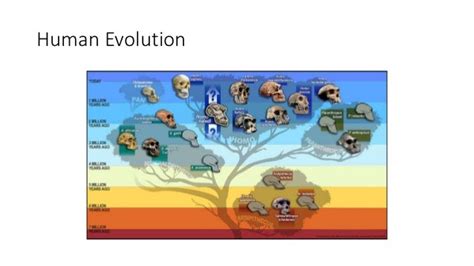 Human genetics evolutionary genetics