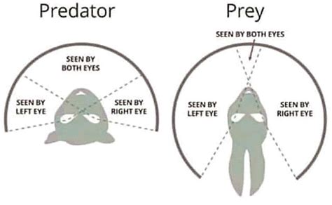 Predator or prey – look at the eyes – Brian Micklethwait's New Blog