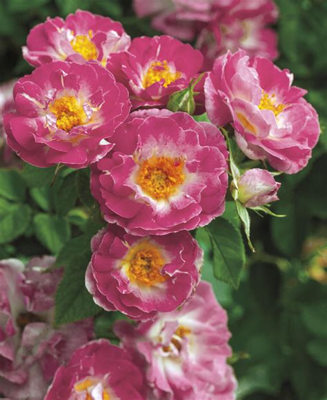 Weeks Roses Introduces Seven New Rose Varieties for Spring 2017 | Newswire